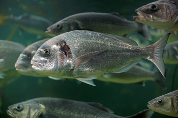 Gilthead Bream_LR.jpg